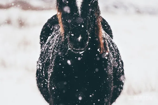 高清摄影 白天站在雪地上的黑马的浅景深摄影