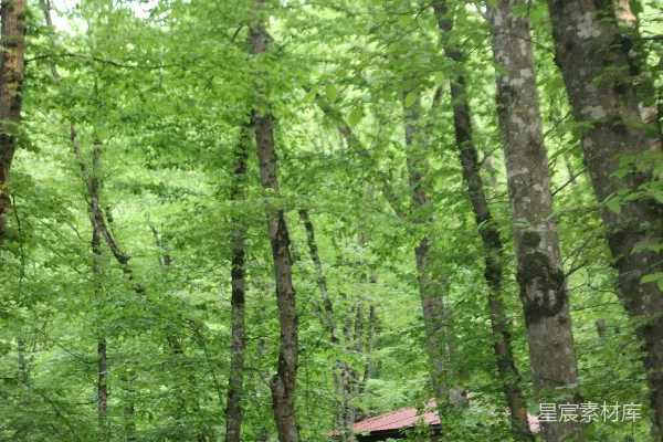 一座小木屋坐落在树林之中，周围是树木。