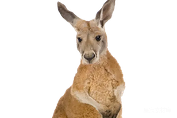 元素素材 PNG