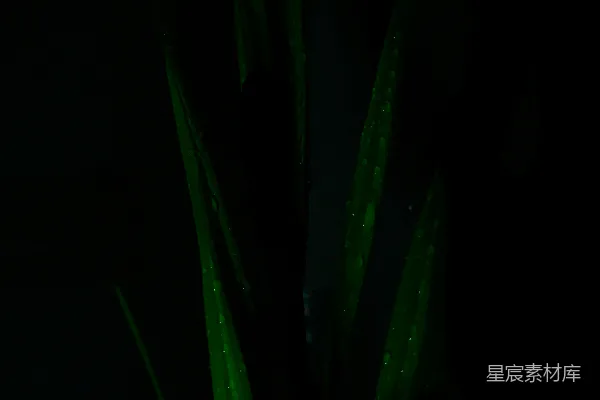 高清摄影 黑暗房间里的绿色植物