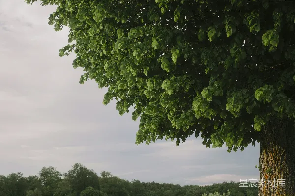 广阔草地上的大树，森林作为背景。