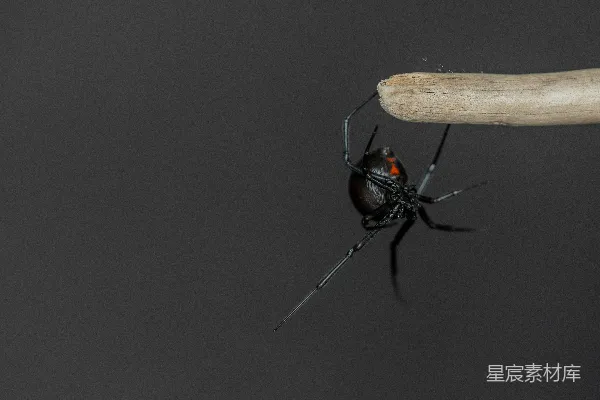 高清摄影 一只黑寡妇蜘蛛悬挂在一根木棍上。