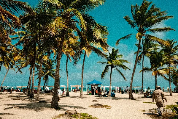 满是棕榈树的海滩