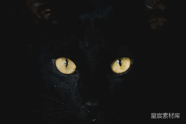 高清摄影 在黑暗中，一只黑猫的眼睛发出黄色的光芒。