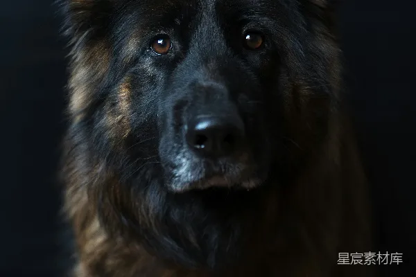 高清摄影 比利时黑棕毛犬