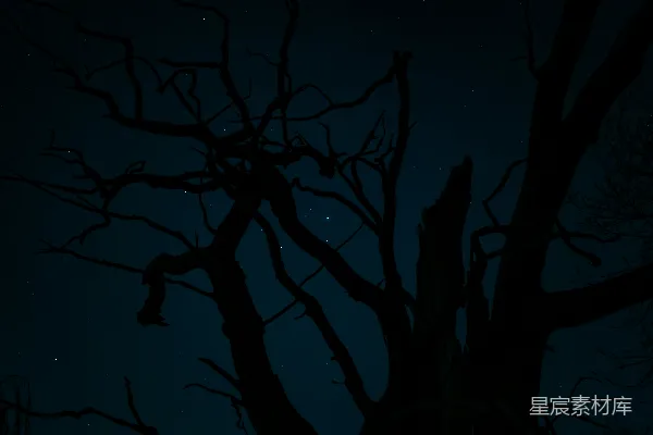 高清摄影 在夜间没有叶子的树