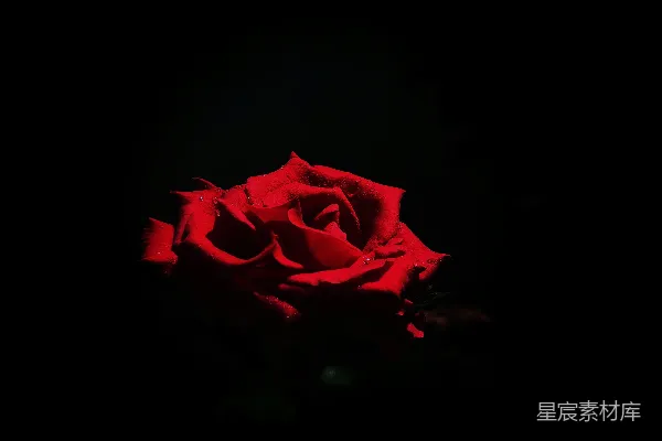 高清摄影 暗室中的一朵红玫瑰
