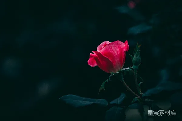 高清摄影 深夜中的一朵粉色玫瑰花
