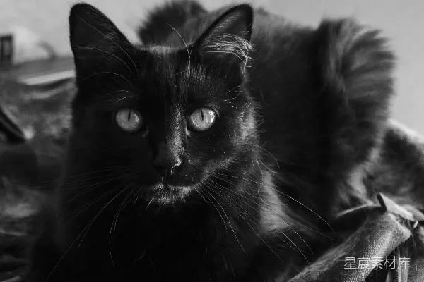 高清摄影 黑猫在黑白纺织品上