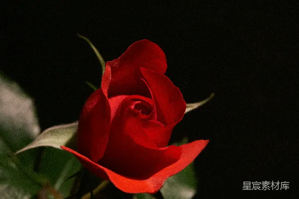 高清摄影 白天盛开的红玫瑰