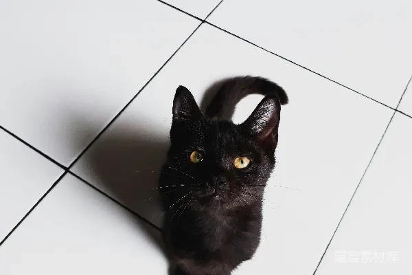 高清摄影 地板上的黑猫毛发短。