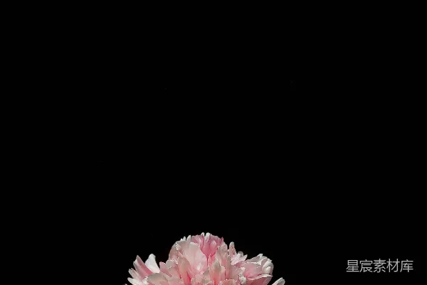 高清摄影 在黑色背景上的一朵粉色和白色相间的花