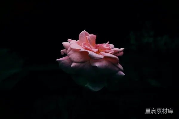 高清摄影 一只手拿着一朵花