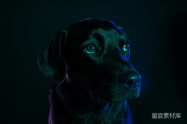 高清摄影 成年黑拉布拉多猎犬