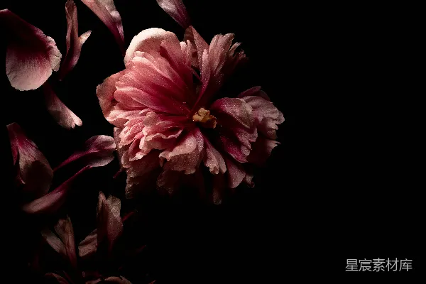 高清摄影 黑色背景中的粉白花朵