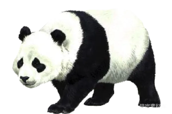 元素素材 熊猫