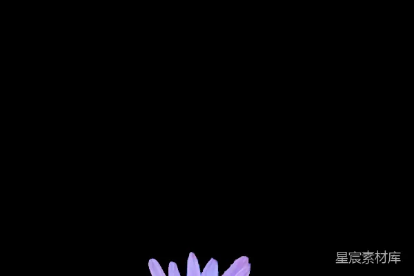 高清摄影 一朵中心为黄色的紫色花朵，背景为黑色。