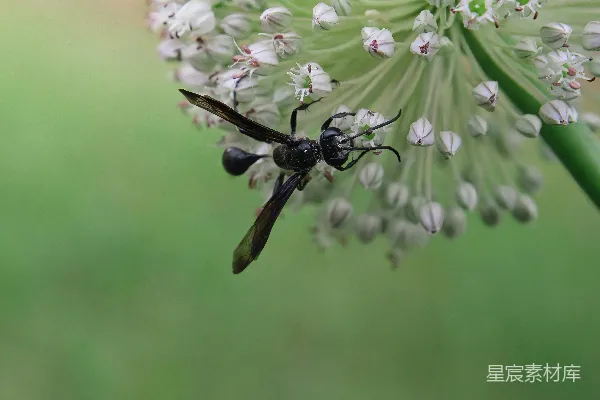 高清摄影 黑蜂在白花上