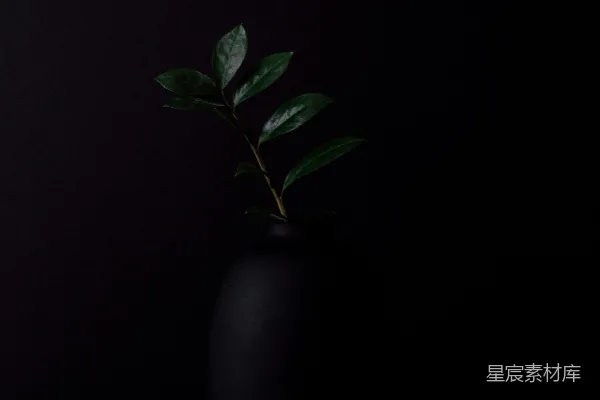 高清摄影 绿叶植物