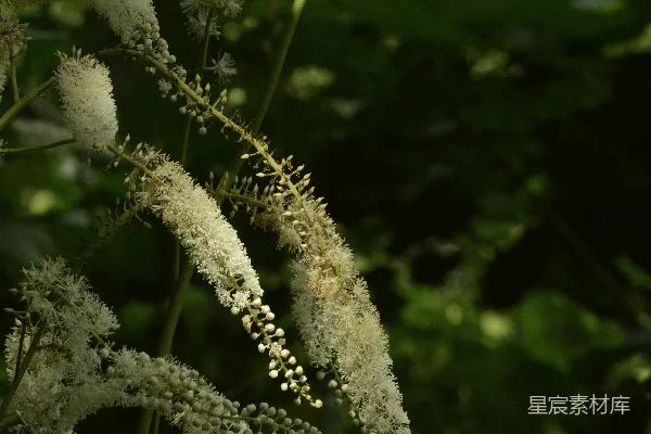 高清摄影 在郁郁葱葱的绿色背景下，洁白的绒毛状花朵绽放。