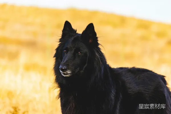 高清摄影 成年黑色斯皮格格犬