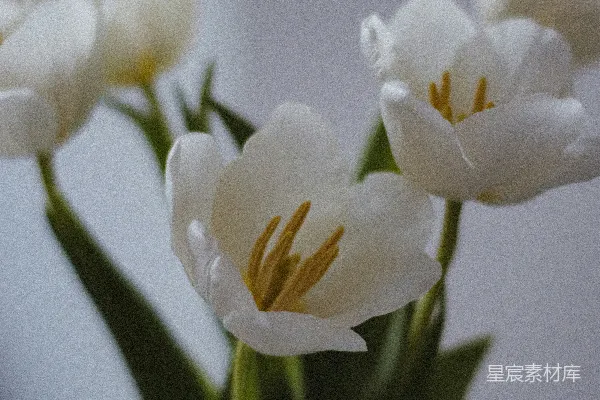 倾斜镜头下的白色花朵