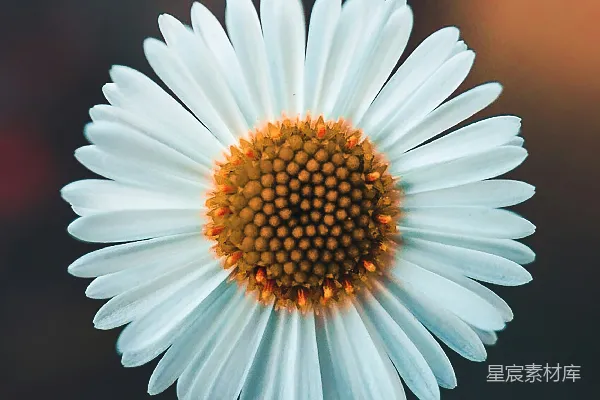白天盛开的白 Daisy 花朵