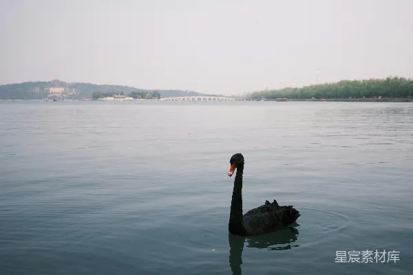 高清摄影 一只黑天鹅漂浮在湖面上