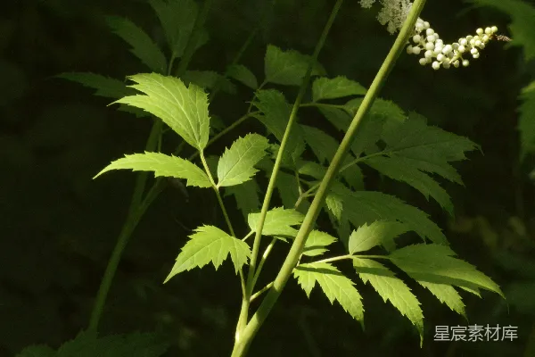 高清摄影 阳光下，绿叶白花相映成趣。
