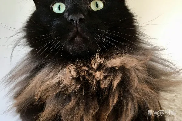 高清摄影 短毛黑棕色猫