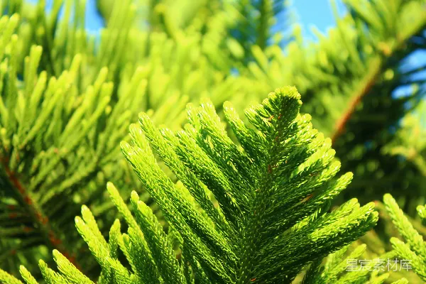 绿色植物的特写镜头