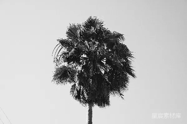 高清摄影 白天拍摄的灰度照片中的树