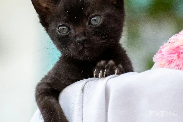 高清摄影 黑猫在白色织物上