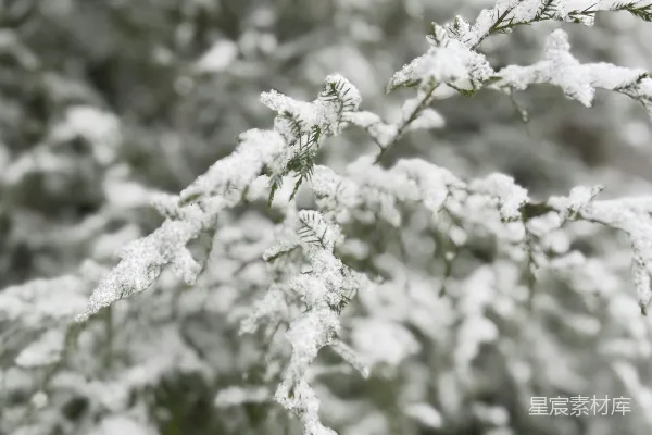 树上的雪特写