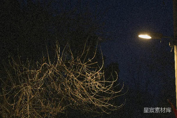 夜晚街灯照耀下的裸树枝条