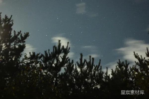 透过树丛可见夜空中的星星