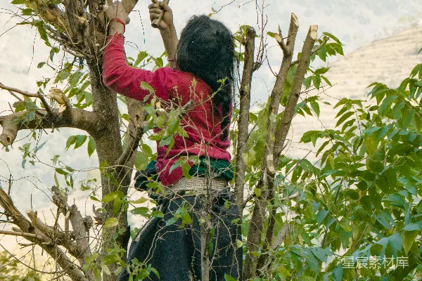森林里一名女子正在爬树