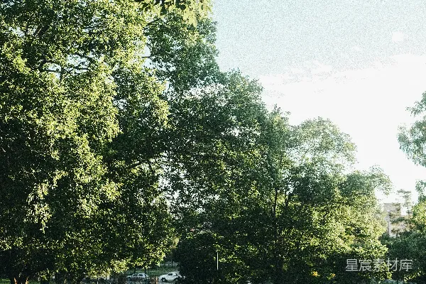 高清摄影 一群人在公园的小路上行走。