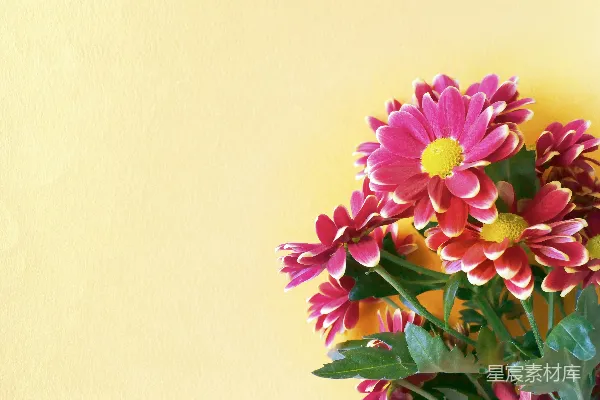 一个盛满粉红和黄色花朵的花瓶