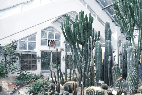 绿色仙人掌植物置于白色木框玻璃窗中