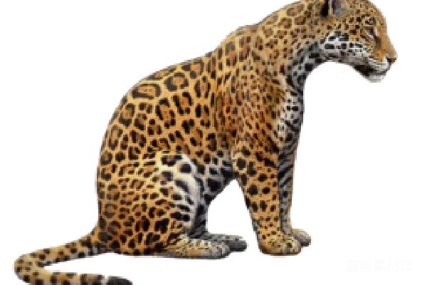元素素材 jaguar