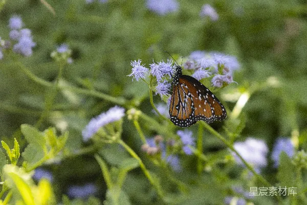 一朵花上蝴蝶的特写