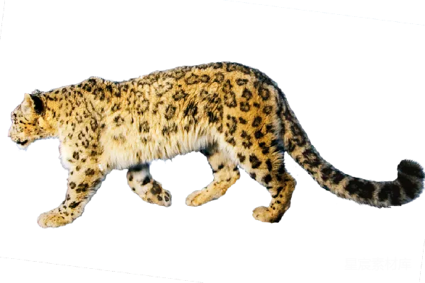 元素素材 jaguar