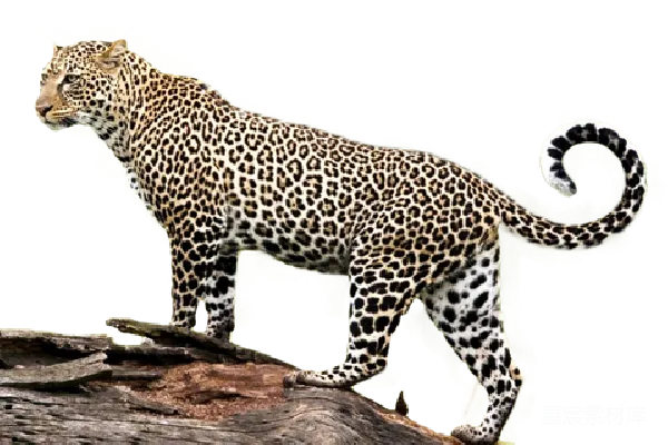 元素素材 jaguar