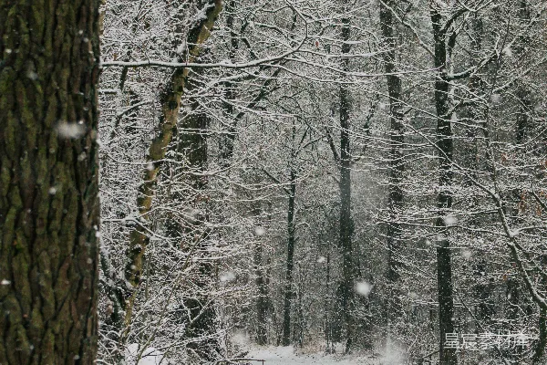 冬天森林中一条覆满白雪的小径，雪花飘落。