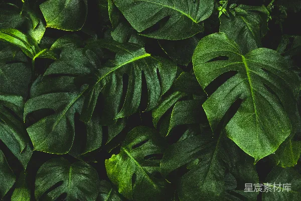 高清摄影 绿叶植物