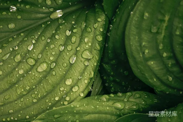 高清摄影 水滴落在绿色植物上