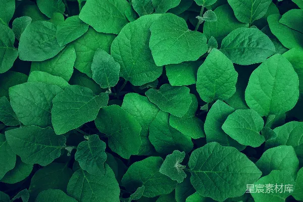高清摄影 拍摄绿叶的照片