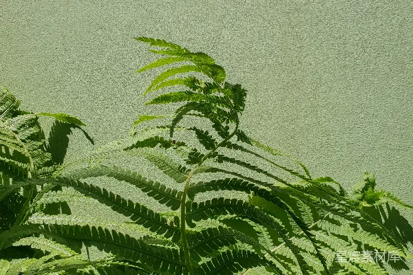 高清摄影 绿叶蕨类植物