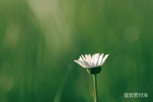 高清摄影 浅景深摄影中的白色花朵